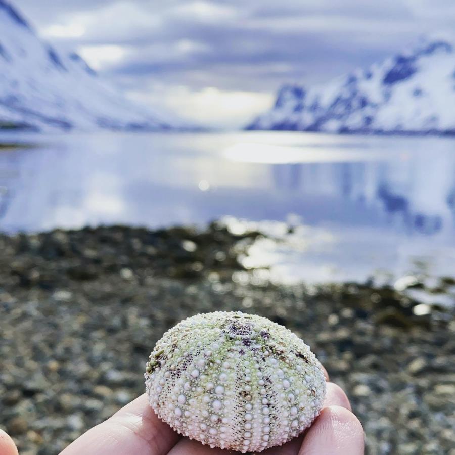 The Crush Hotell Ersfjordbotn Exteriör bild
